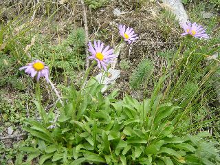 Aster alpinus