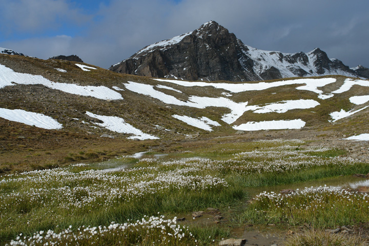 Eriophorum_scheuchzeri2