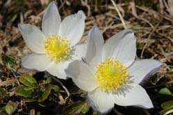 pulsatilla_vernalis1