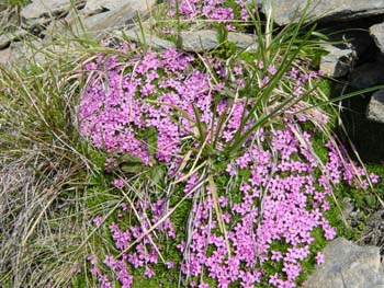 Silene_exscapa