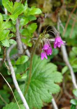 Pedicularis_verticillata