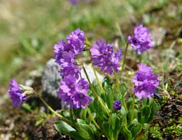 Pedicularis_verticillata