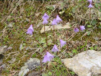 Soldanella_alpina