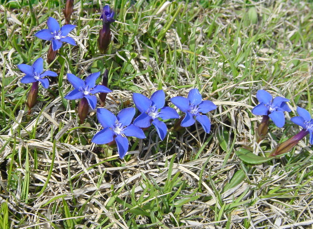 Gentiana verna