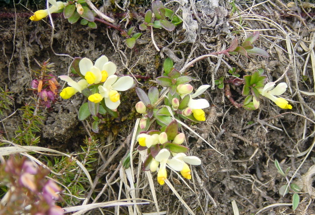 Polygala Chamaebuxus