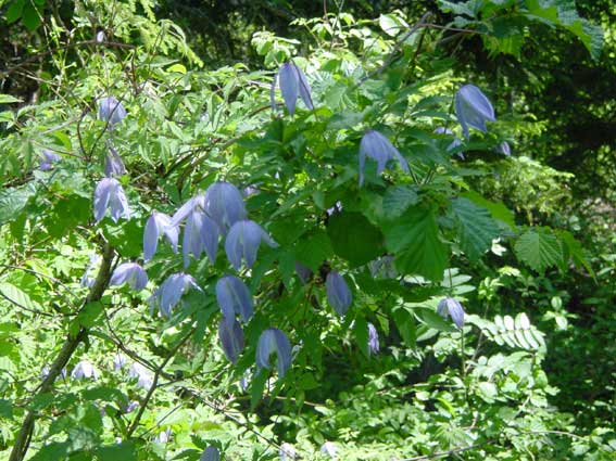 Aconitum lycoctonum