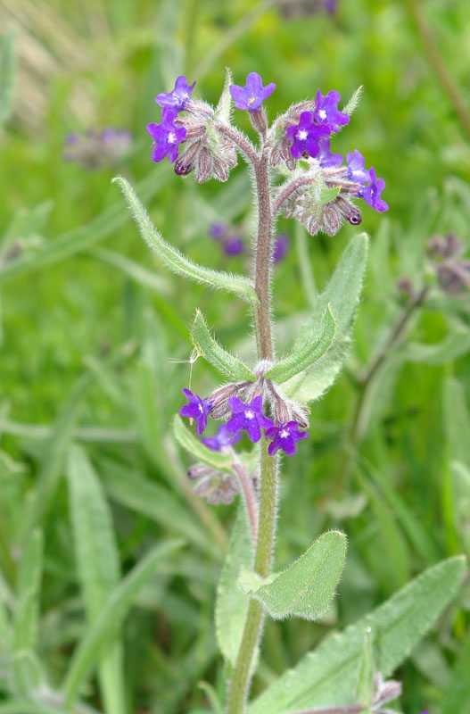 Anchusa officinalis