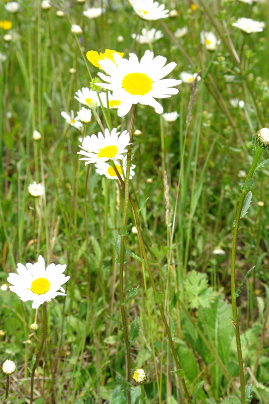 Leucanthemum vulgare