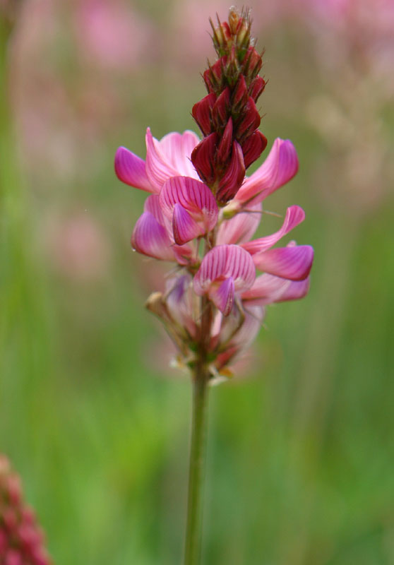 Onobrychis viciifolia