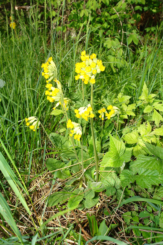 Primula veris