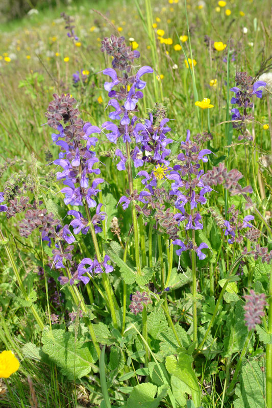 Salvia pratensis