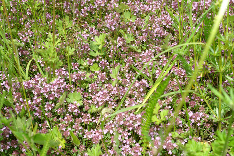 Thymus serpyllum