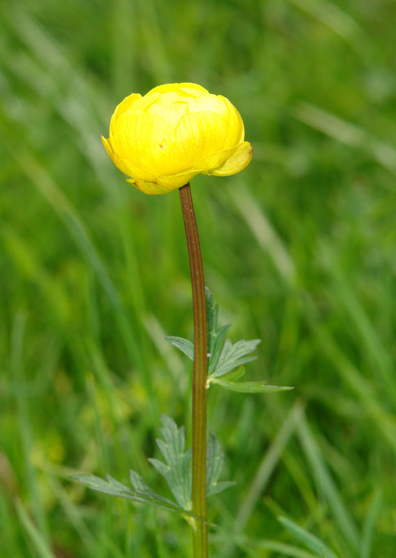 Trollius europaeus