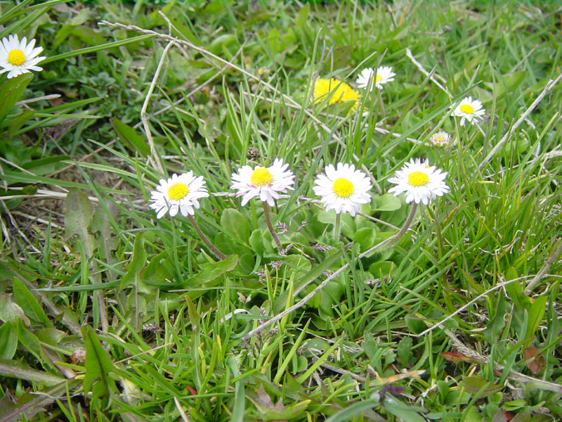 Bellis perennis