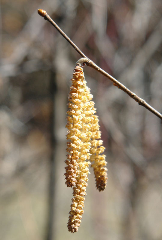 Corylus avellana