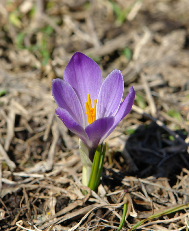 Crocus albiflorus