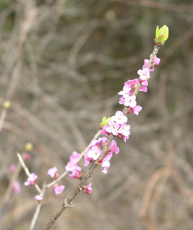 Daphne mezereum