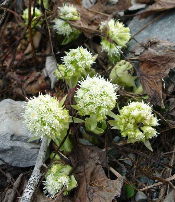 Corylus avellana