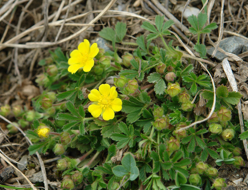 Potentilla verna