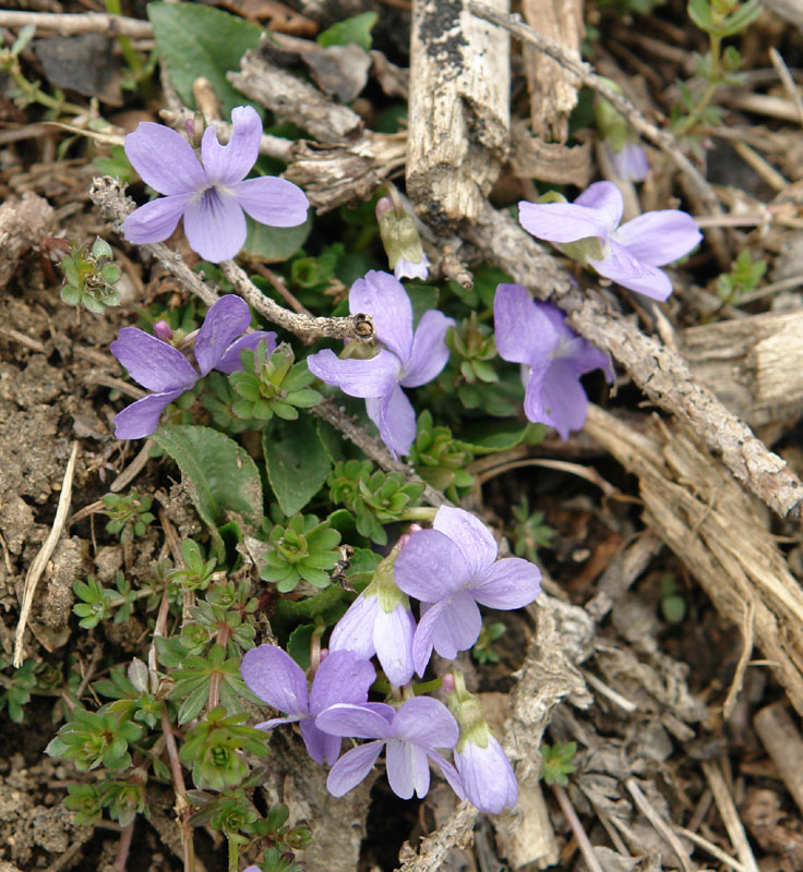 Viola hirta