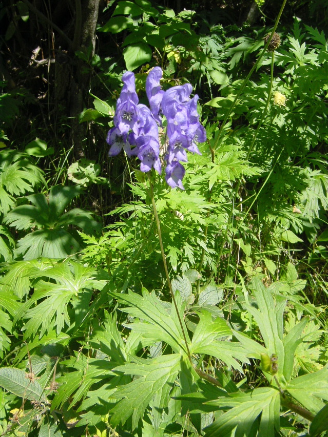 Aconitum paniculatum