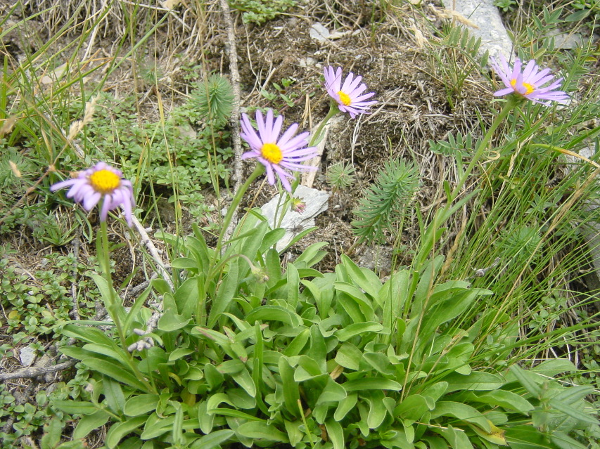 Aster alpinus