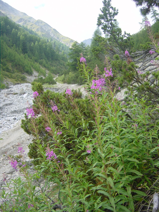 Epilobium angustifolium