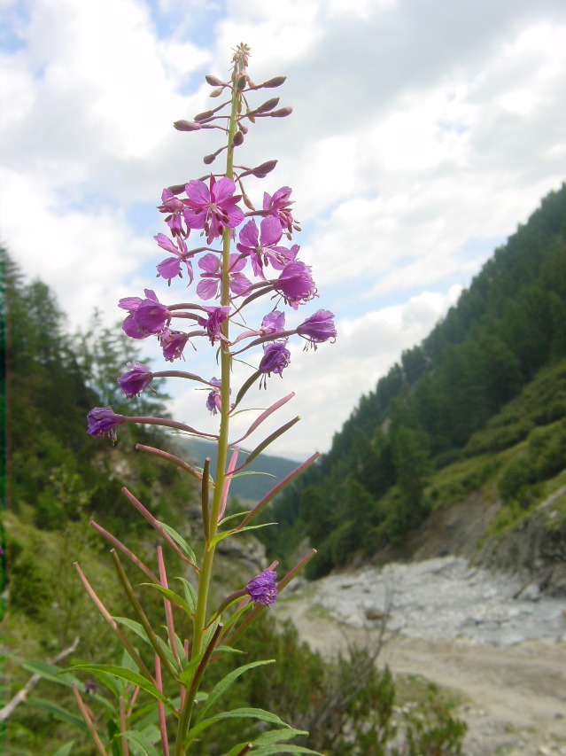 Epilobium angustifolium