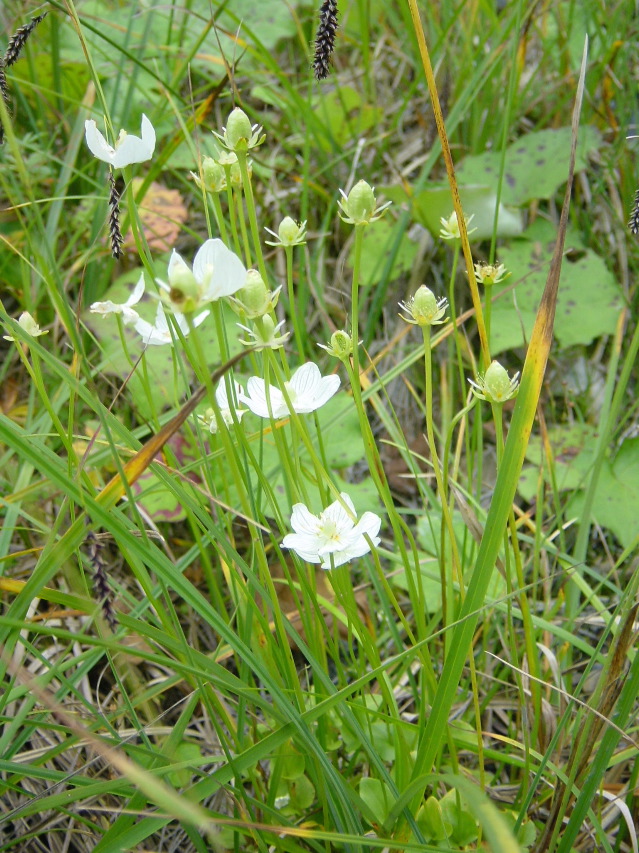 Parnassia palustris