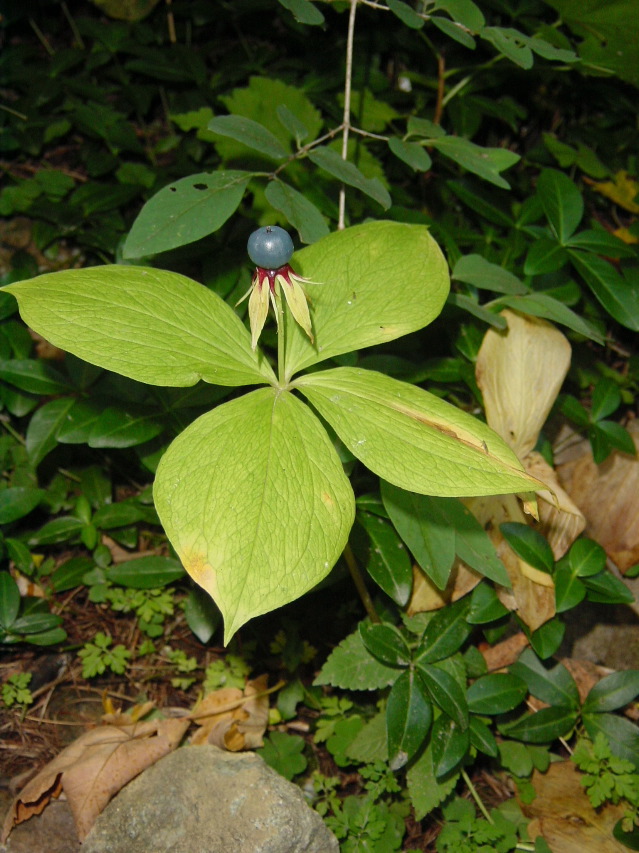 Paris quadrifolia