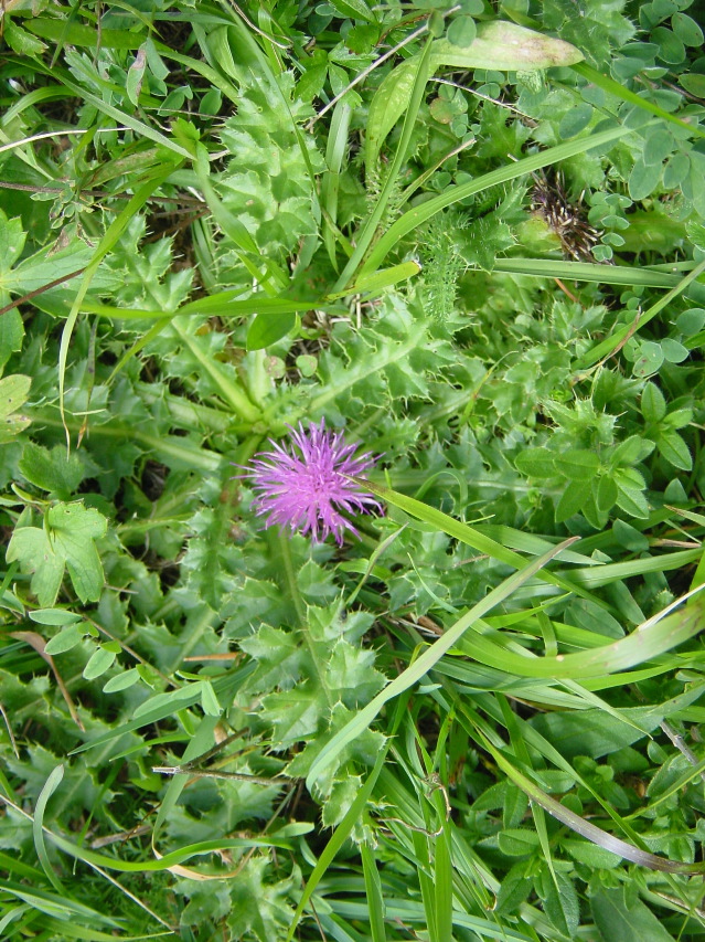 Cirsium acaule