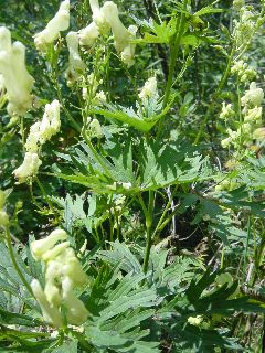 Aconitum lycoctonum