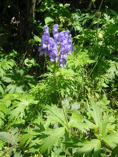 Aconitum paniculatum