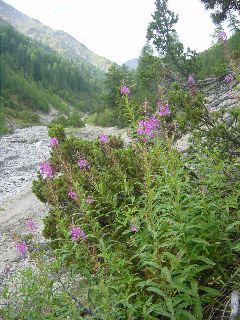 Epilobium angustifolium