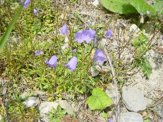 Campanula scheuchzeri