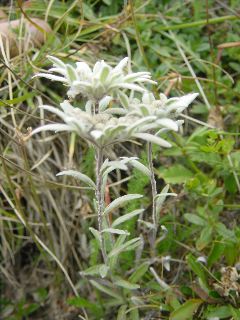 Leontopodium alpinum