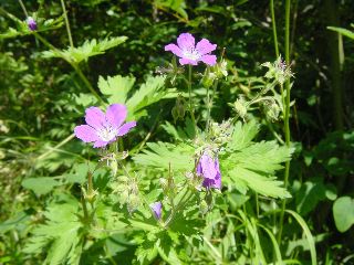 Geranium sylvaticum