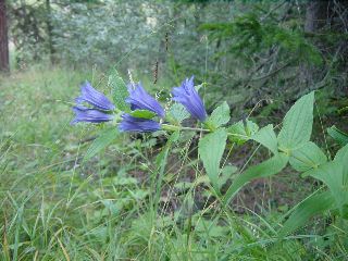 Gentiana asclepiadea