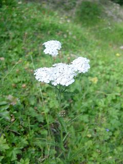 Achilea millefolium