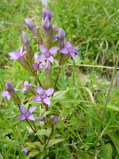 Gentiana campestris