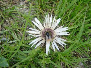 Carlina acaulis