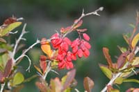 berberis_vulgaris