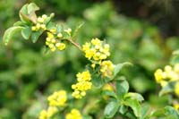 berberis_vulgaris_flur