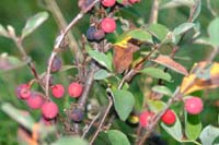 cotoneaster_integerrima