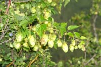 humulus_lupulus