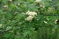 sorbus_aucuparia_flur