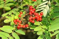 sorbus_aucuparia_fruet