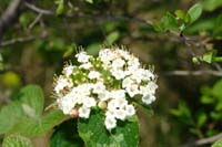 viburnum_lantana