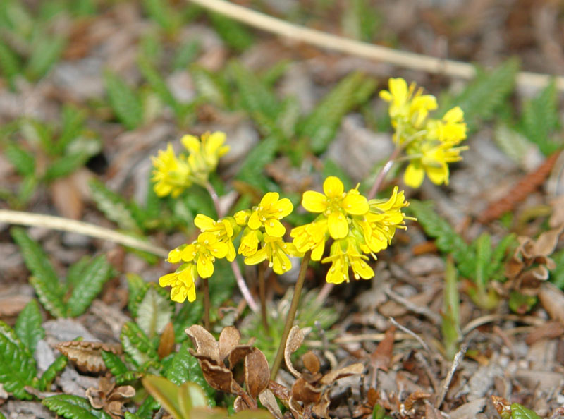 Draba aizoides