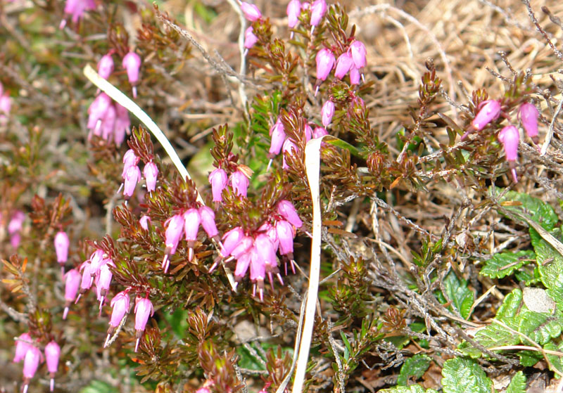 Erica carnea